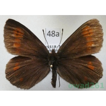 Erebia ligea uralensis (Sheljuzhko, 1925) Russia, Ural48a